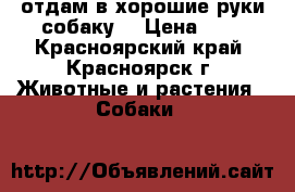 отдам в хорошие руки собаку  › Цена ­ 1 - Красноярский край, Красноярск г. Животные и растения » Собаки   